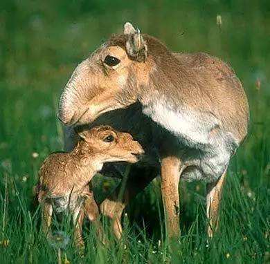 关于老妇人神勇如狮,击败对手轻松获胜的信息 关于老妇人神勇如狮,击败对手轻松获胜的信息